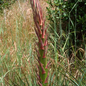 Yucca whipplei, near Broadcast Peak