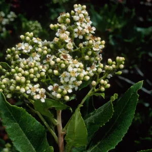 Heteromeles arbutifolia, SBBG
