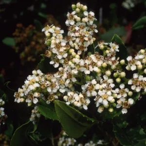 Heteromeles arbutifolia, SBBG