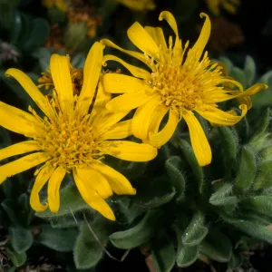 Heterotheca San Bruno Mtn., SBBG Meadow