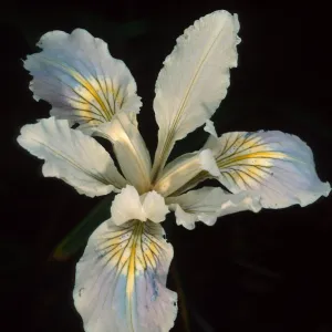 Iris douglasiana hybrod. SBBG