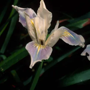Iris douglasiana hybrid, SBBG