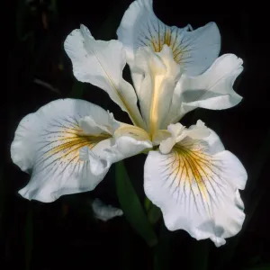 Iris douglasiana 'Canyon Snow', SBBG