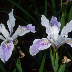 Iris douglasiana, SBBG