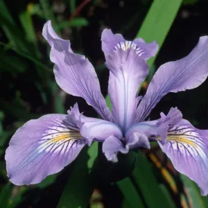 Iris douglasiana SBBG