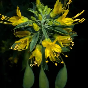 Isomeris arborea, SBBG desert section