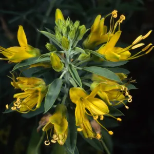 Isomeris arborea, SBBG desert section