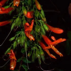 Keckiella cordifolia,SBBG