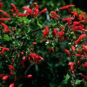 Keckiella cordifolia, upper E. fork Norqueta Cyn, S. Cruz Isl.