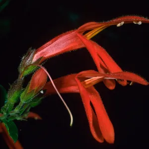 Keckiella cordifolia, Avalon Cyn., Catalina Isl.