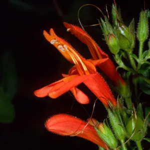 Keckiella cordifolia, SBBG