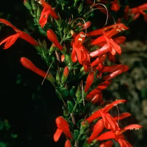 Keckiella cordifolia, Tunnel trail