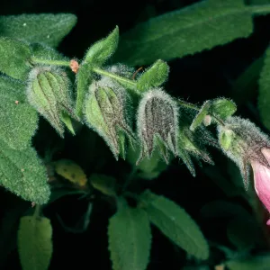 Lepechinia fragrans, SBBG Island section