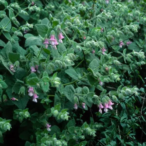 Lepechinia fragrans, Airport Rd. Catalina Isl.