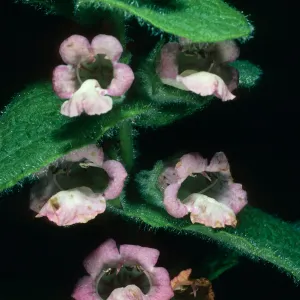 Lepechinia fragrans from S. Rosa Isl., SBBG Island section