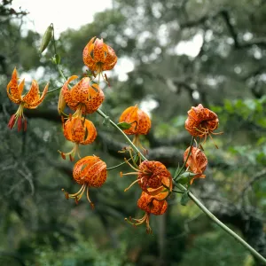 Lilium humboldti, central valley W. of UC fiels station, S. Cruz Isl.
