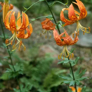 Lilium humboldti, SBBG