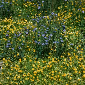 Limnanthes, SBBG Meadow