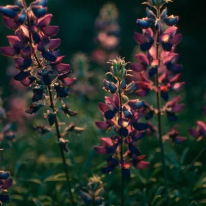 Lupinus albifrons, Upper Christy Cyn. S. Cruz Isl.