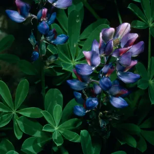 Lupinus succulentus, SBBG