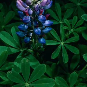Lupinus succulentus, SBBG