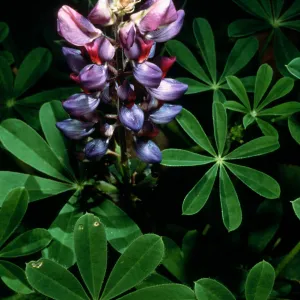 Lupinus succulentus, SBBG