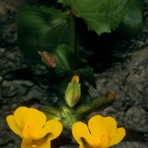 Mimulus guttatus, Jade Cove Monterey Co.