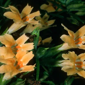 Mimulus aurantiacus,Tunnel Trail