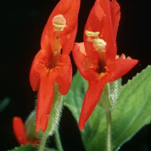 Mimulus cardinalis, SBBG