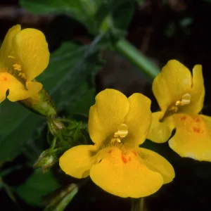 Mimulus guttatus, Silver Cyn. S. Catalina Isl.