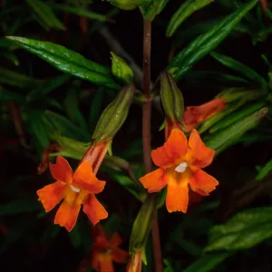 Mimulus puniceus, S. Catalina Isl.