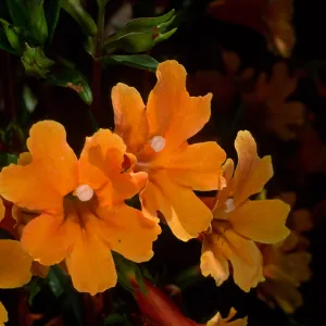 Mimulus 'Pumpkin', SBBG