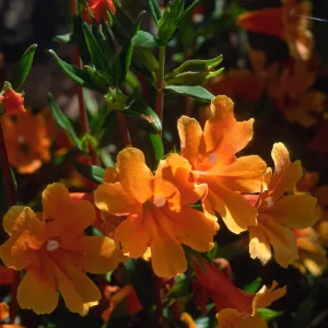 Mimulus 'Pumpkin', SBBG
