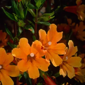 Mimulus 'Pumpkin', SBBG