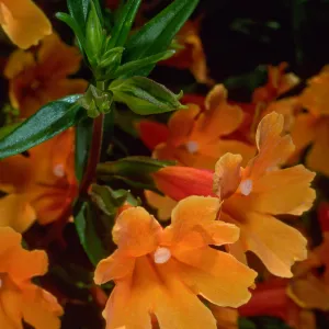 Mimulus 'Pumpkin', SBBG