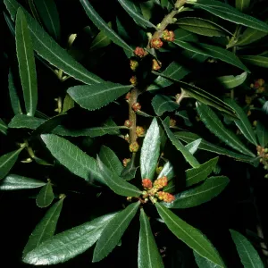 Myrica californica, Jualachichi Summit nr. Jalama Beach Rd.