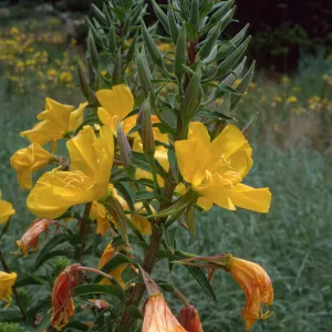 Oenothera elata, SBBG