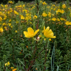 Oenothera elata, SBBG