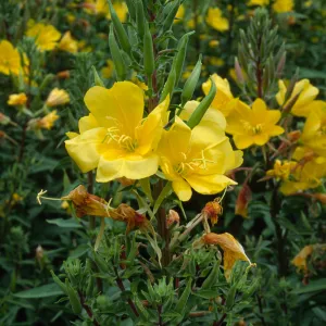 Oenothera elata, SBBG
