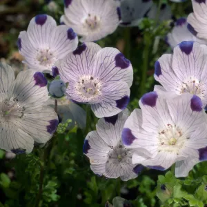 Nemophylla maculata, SBBG