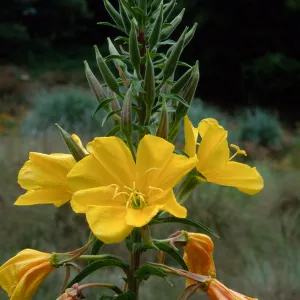 Oenothera elata, SBBG