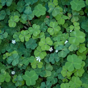 Oxalis oregana, SBBG Arroyo