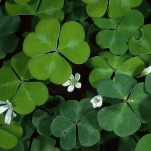Oxalis oregana, SBBG Arroyo