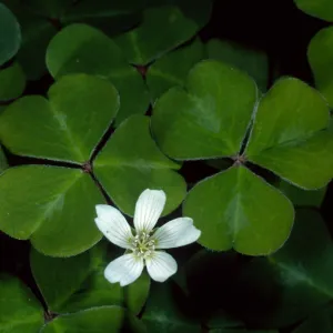 Oxalis oregana, SBBG Arroyo