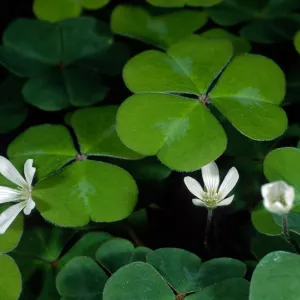 Oxalis oregana, SBBG Arroyo