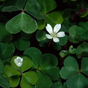 Oxalis oregana, SBBG Arroyo