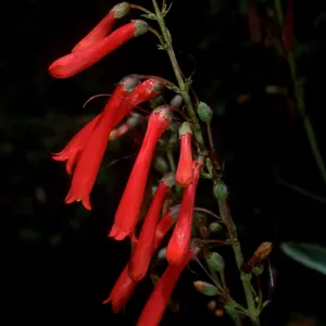 Penstemon centranthifolius, SBBG