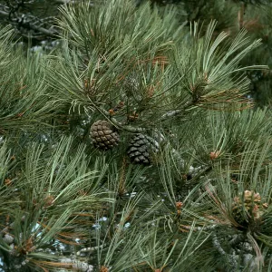 Pinus torreyana, S. Rosa Isl.
