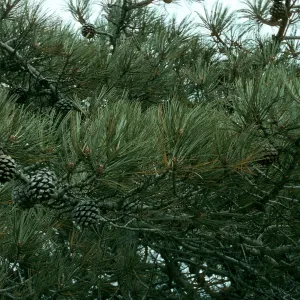 Pinus torreyana, S. Rosa Isl.
