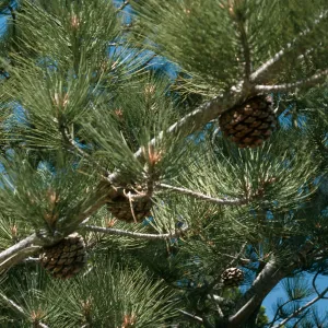 Pinus torreyana, S. Rosa Isl.